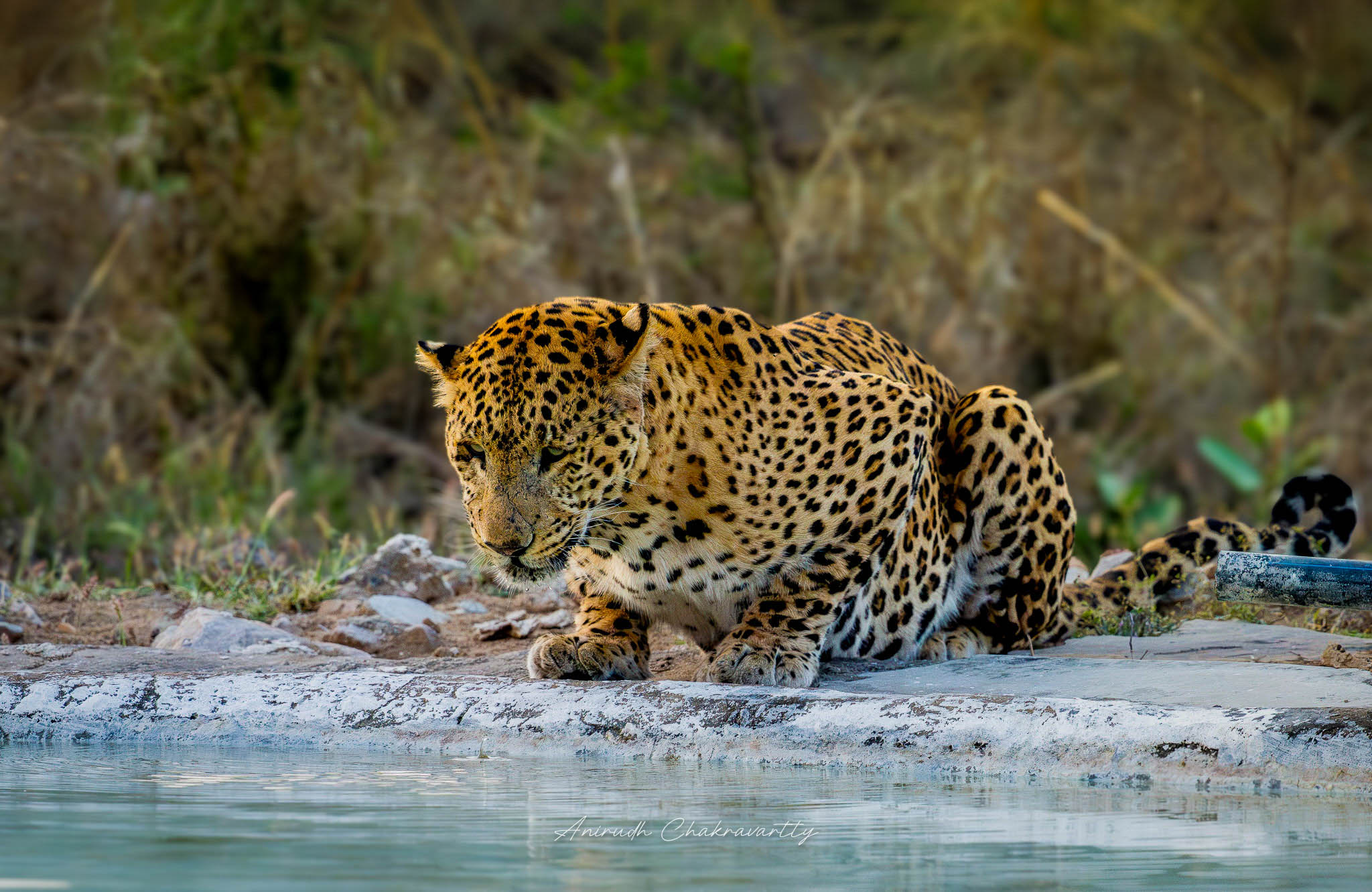 Leopard