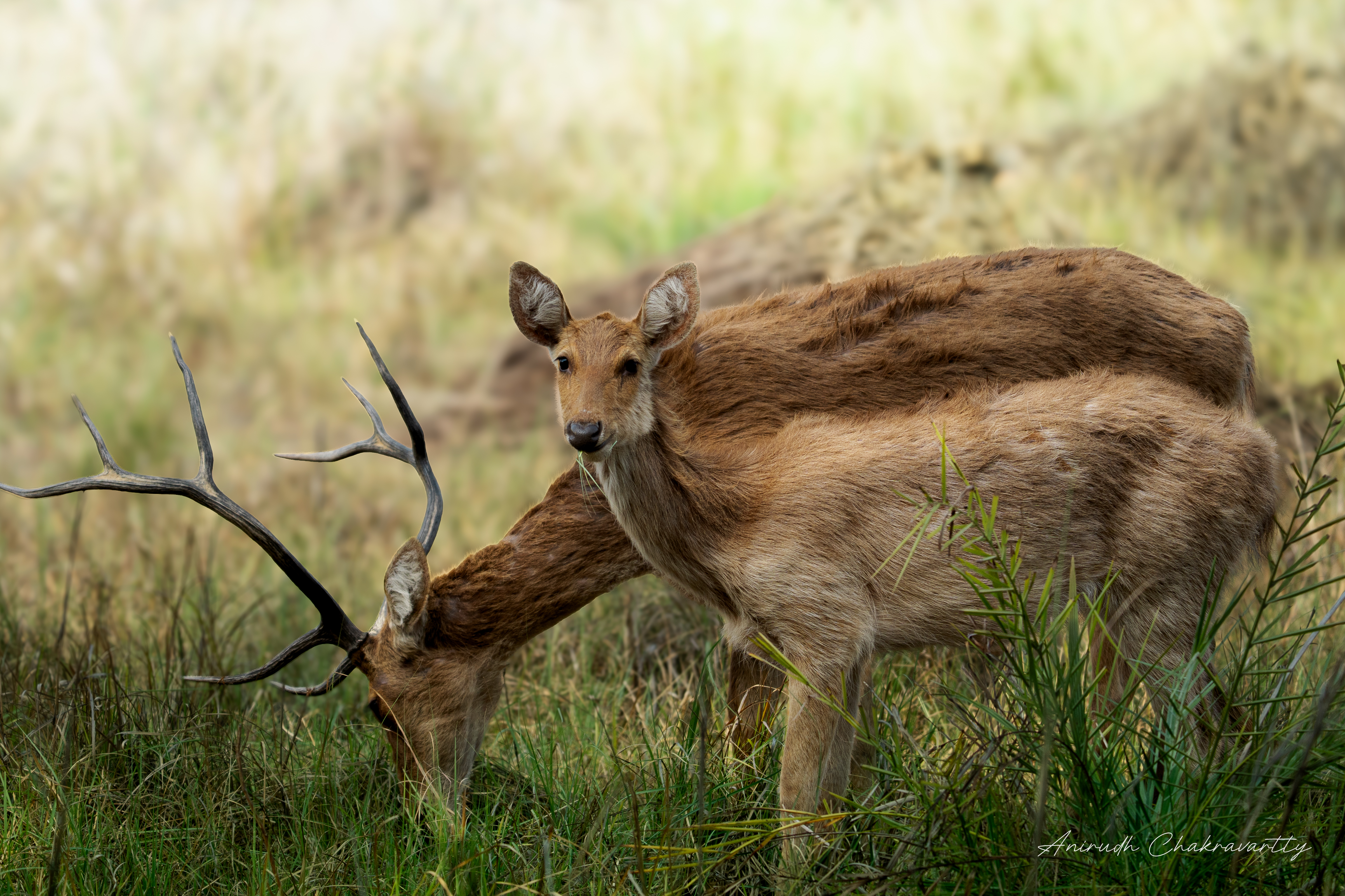 Barasingha