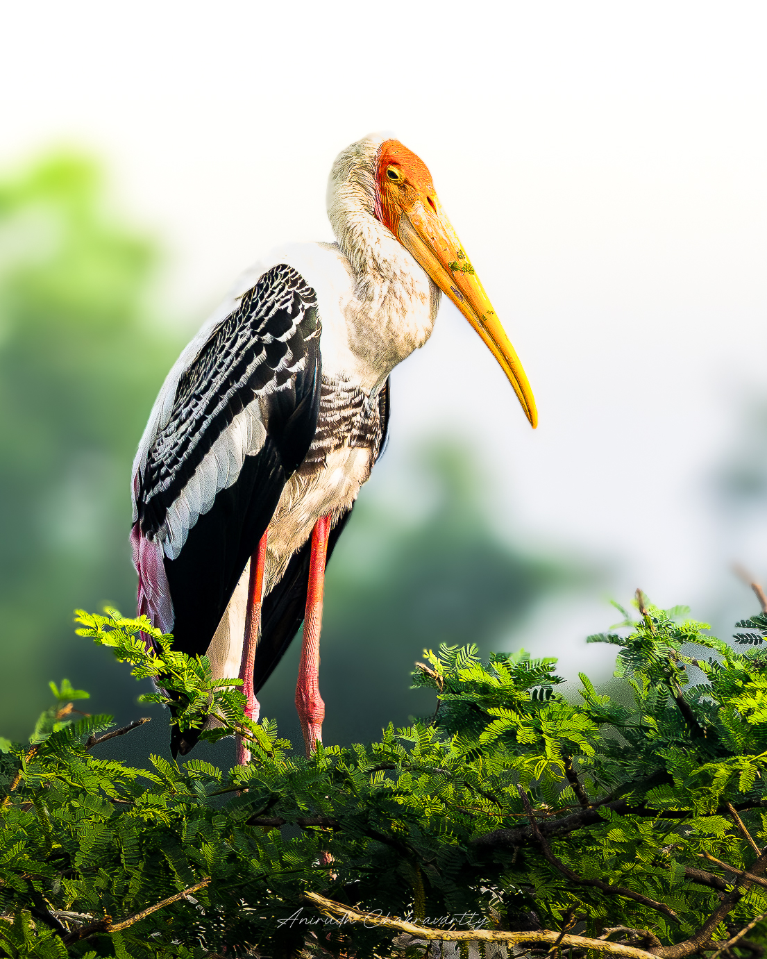 Painted Stork