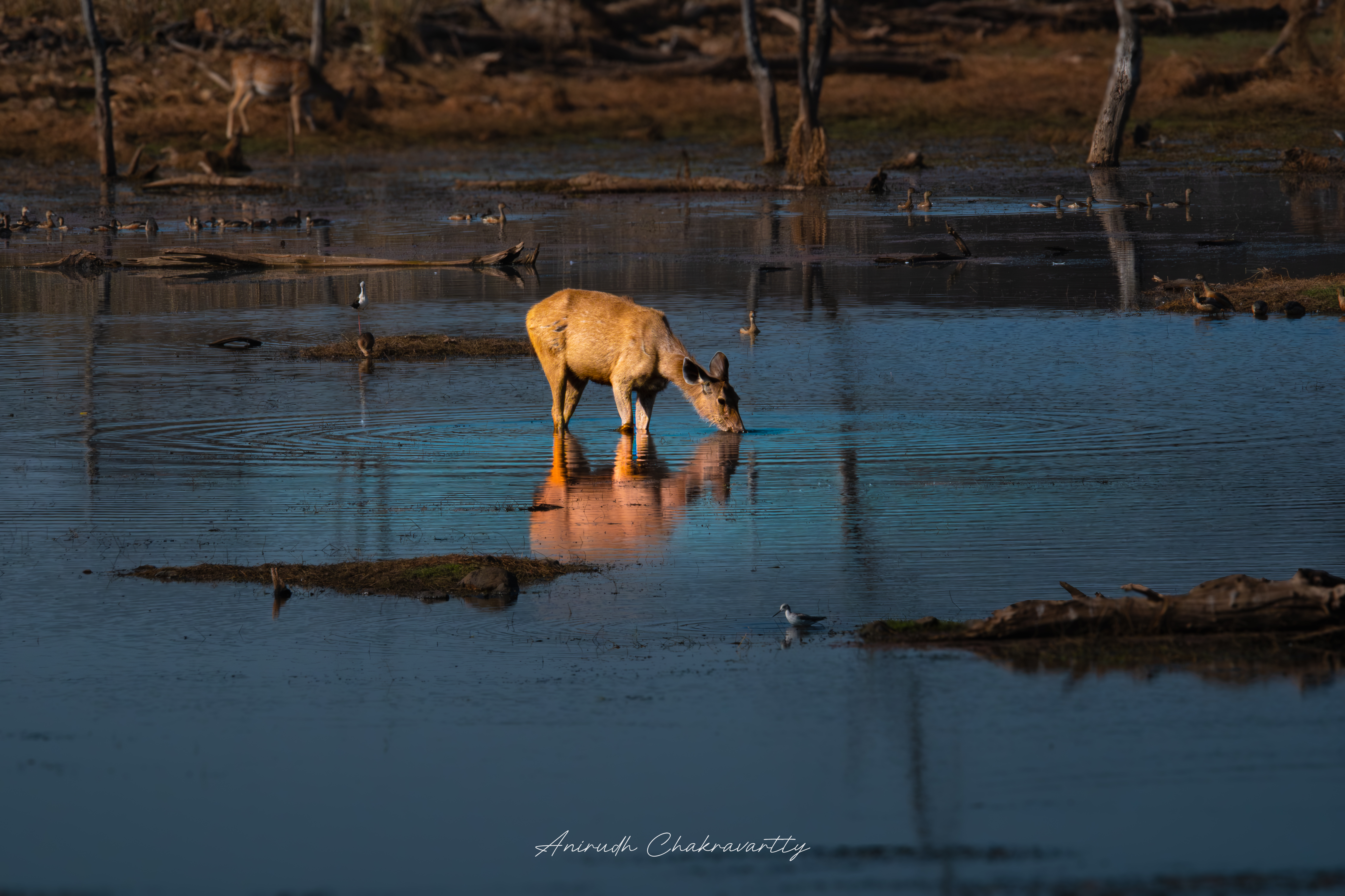 Sambar deer