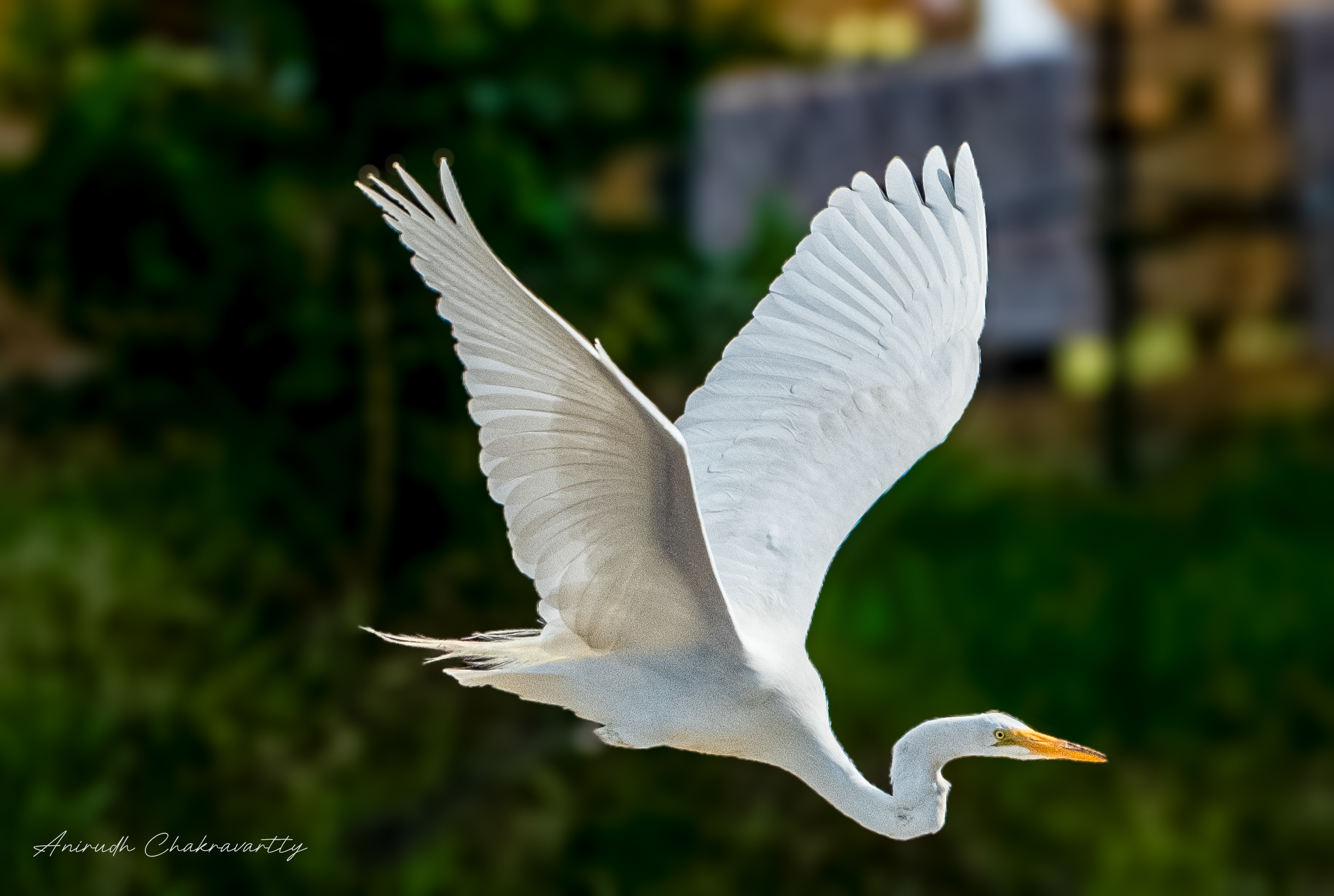 White in Flight