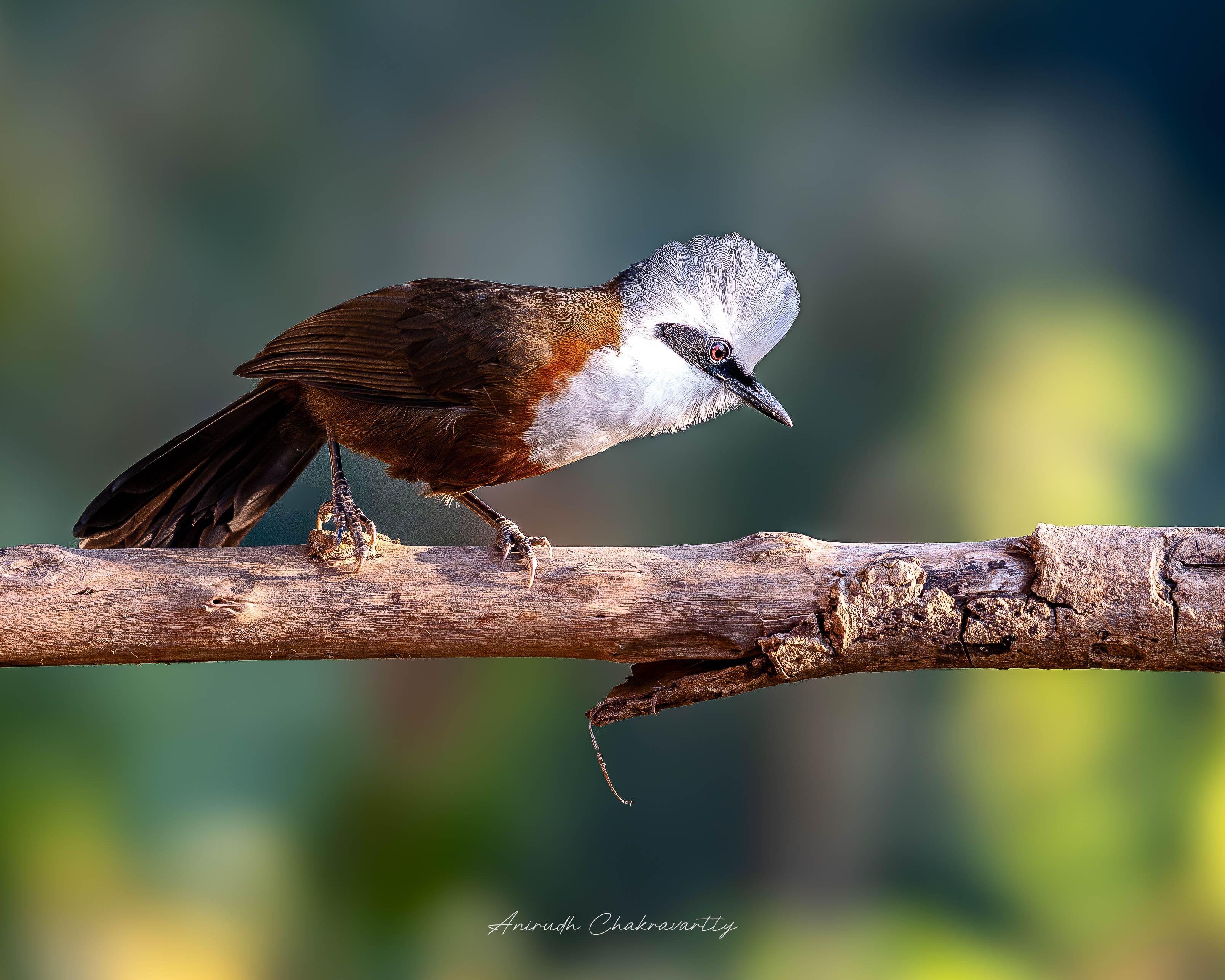 Forest Gossip