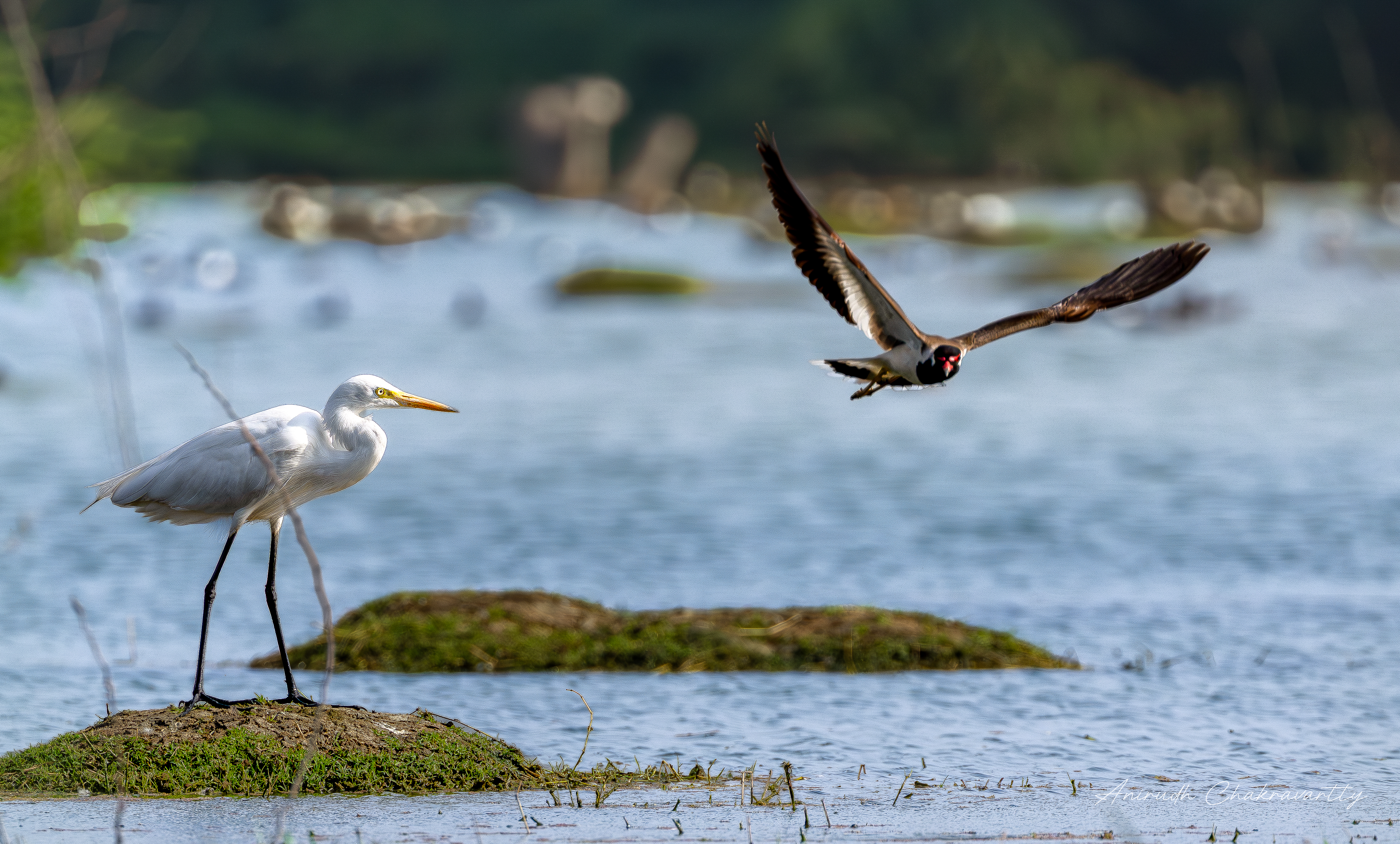 Stillness and Flight